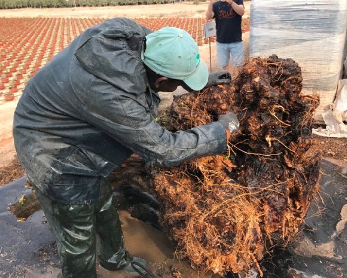 Wortelkluit van olijfbomen schoonmaken voor export Japan